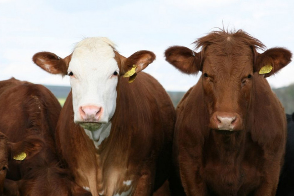 USA: Nastąpił 2,0 proc. spadek pogłowia krów rzeźnych do 31,4 mln sztuk, podczas gdy stado krów mlecznych wzrosło drugi rok z rzędu.; Fot.pixabay.com
