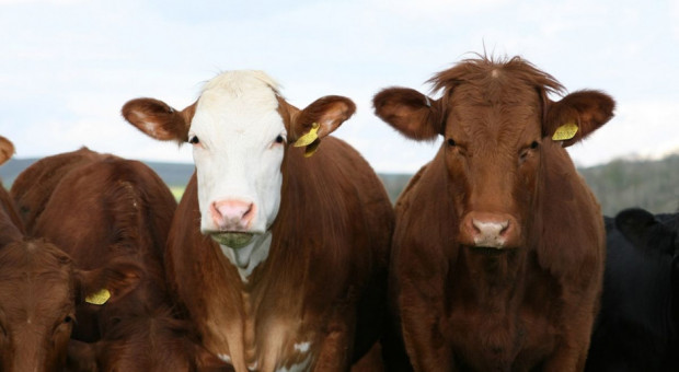 USA: Mniej bydła, ale więcej krów na farmach