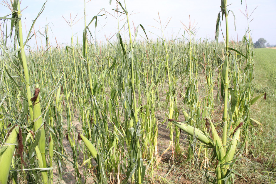Plantacja kukurydzy uszkodzona przez silne gradobicie; Fot. A. Kobus