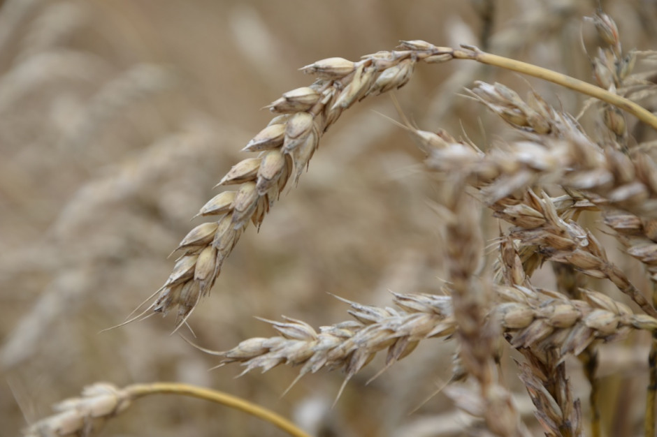 Cennik zbóż 2021 r., fot. M. Tyszka