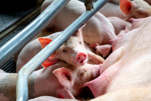 Pożyczki dla producentów świń z obszarów ASF