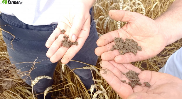 Warunki glebowe na plantacji pszenicy - dlaczego warto wapnować?