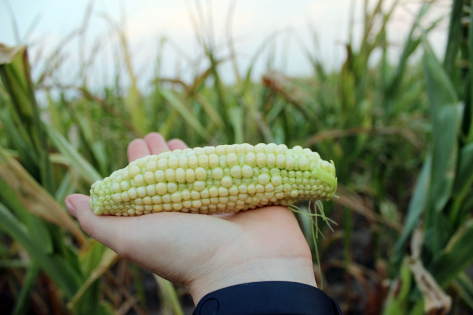 Susza w kukurydz wpłynie na poziom zaziarnienia kolb; Fot. A. Kobus