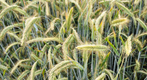 Listy Odmian Zalecanych zbóż ozimych – pszenicy, pszenżyta, żyta