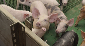 Branża mięsna: Sieci handlowe odmawiają przyjmowania mięsa ze stref ASF