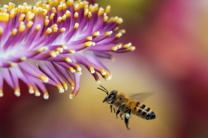 Ratowanie pszczół dzięki genomice