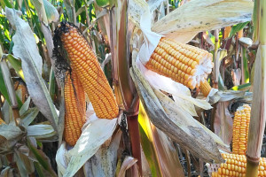 Promocja uprawy kukurydzy i sorga