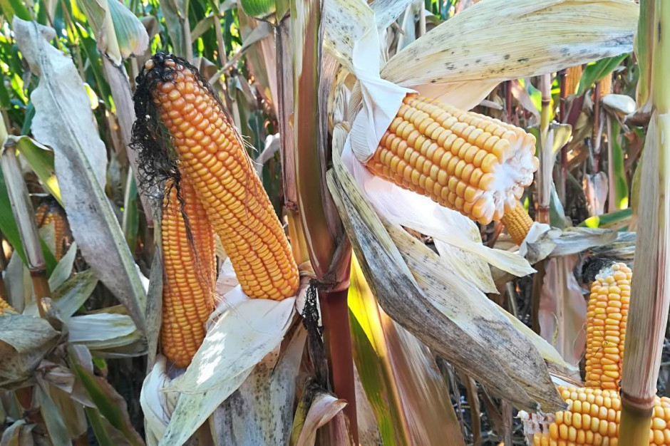 Kukurydza pod względem powierzchni uprawy na świecie ustępuje wprawdzie pszenicy, ale pod względem wolumenu produkcji (ok. 1 130 mln ton) jest dominującą uprawą światową, a ziarno przedmiotem szerokiej międzynarodowej wymiany. Fot. AK