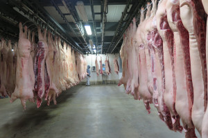 Duży spadek cen tuczników. Czy wstrzymanie sprzedaży świń poprawi sytuację?