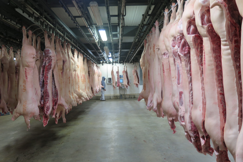 W porównaniu z ubiegłym rokiem opłacalność chowu świń uległa nieznacznej poprawie. Fot. Iwona Dyba