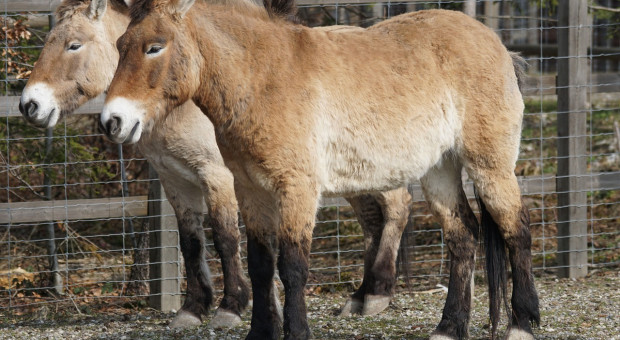 Węgry: populacja koni Przewalskiego zanadto się rozrosła, klacze dostają środki antykoncepcyjne