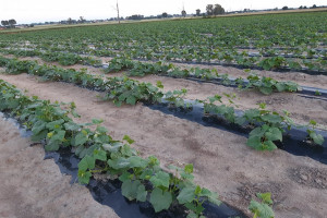 Nowe biofungicydy do walki z chorobami grzybowymi i bakteryjnymi