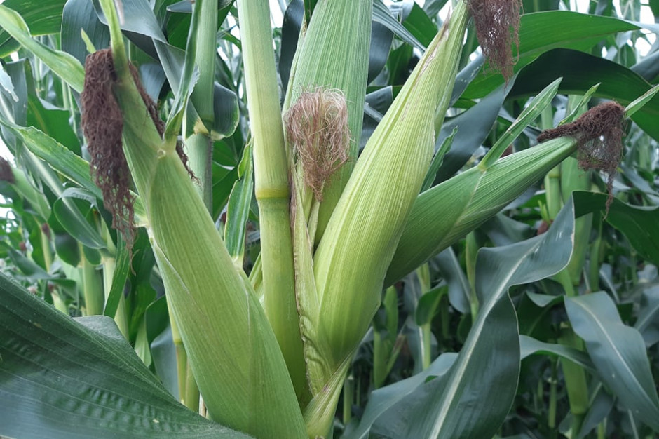 Na wielu plantacjach kukurydzy notuje się wszelkiego rodzaju anomalie w rozwoju roślin; Fot. A. Kobus