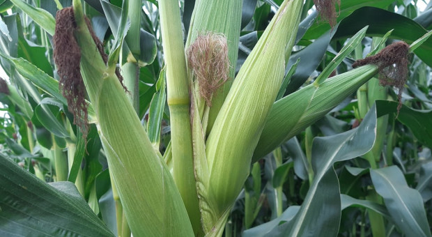 Wiele kolb na 1 roślinie kukurydzy - wielokolbowość i wielopalczastość