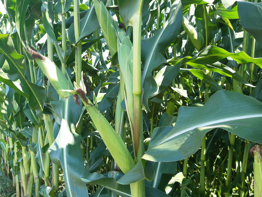 Roślina kukurydzy powinna wytworzyć jedną w pełni zaziarnioną kolbę. Fot. A. Kobus