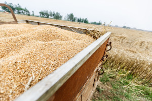 Zbiory zbóż w Niemczech będą mniejsze niż oczekiwano