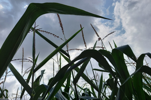 Radykalny wzrost areału uprawy kukurydzy