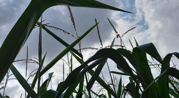 Radykalny wzrost areału uprawy kukurydzy
