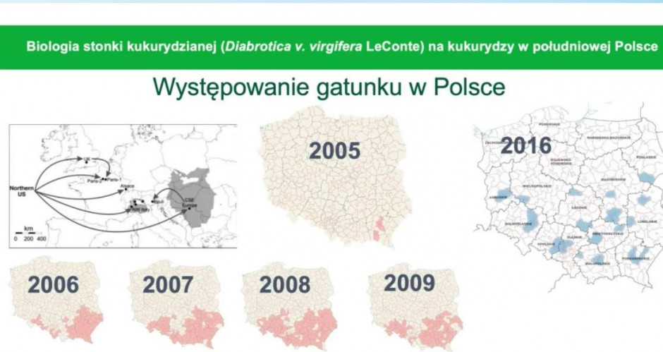 Występowanie stonki kukurydzianej screen 61 sesja IOR PIB w Poznaniu, wykład prof. P. Beresia