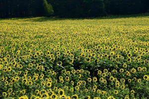 USDA: Prognoza mniejszej światowej produkcji nasion roślin oleistych