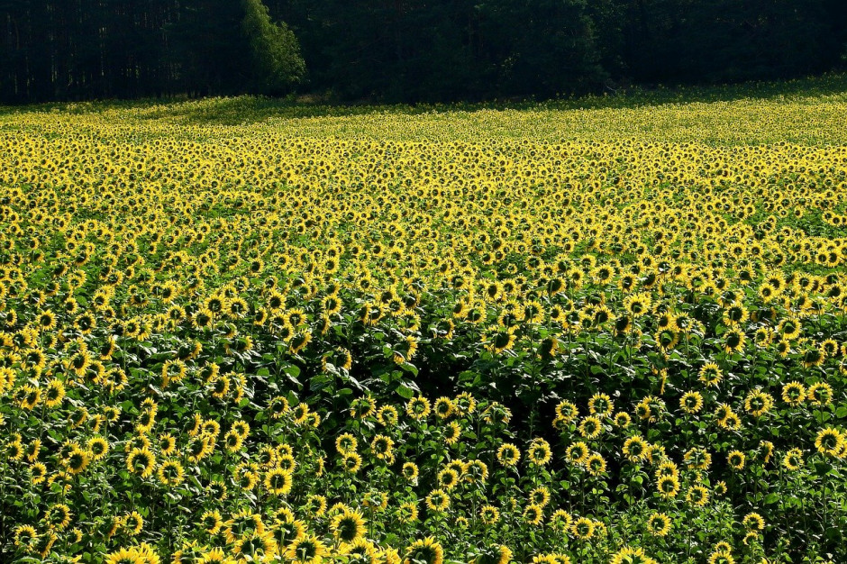 USDA: Sierpniowa prognoza  produkcji słonecznika w Rosji jest niższa, a na Ukrainie wyższa; Fot.pixabay.com