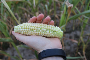 Dlaczego kolby kukurydzy są niedoziarnione?