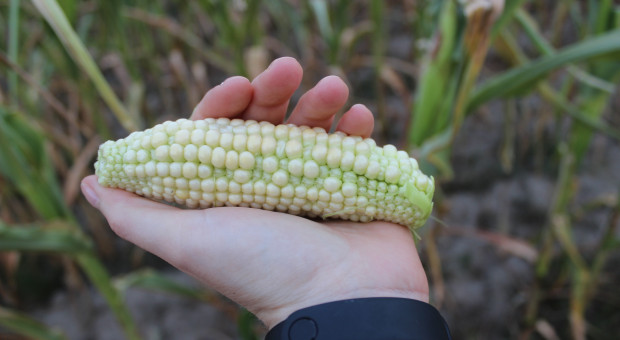 Dlaczego kolby kukurydzy są niedoziarnione?