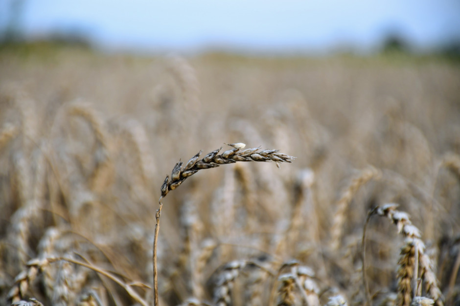 Wielodniowe opady deszczu negatywnie wpłynęły na jakość zbieranych zbóż, fot.HJ