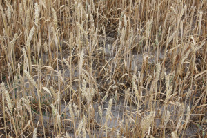 Kanada: Z powodu suszy farmerzy wracają do dawnych metod w rolnictwie