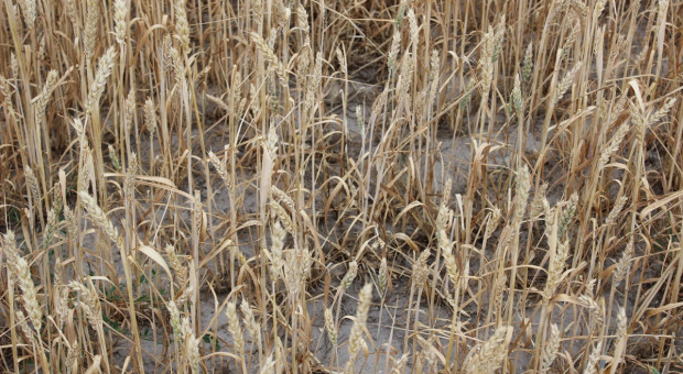 Kanada: Z powodu suszy farmerzy wracają do dawnych metod w rolnictwie