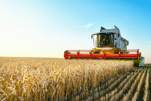 Produkcja zbóż w 2021 r. niewystarczająca, aby zapobiec spadkowi światowych zapasów