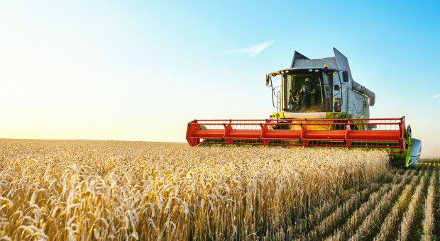 Produkcja zbóż w 2021 r. niewystarczająca, aby zapobiec spadkowi światowych zapasów