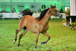 Blisko 1,6 mln euro za konie na aukcji Pride of Poland