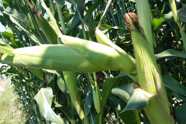 Odchylone kolby i inne liczne anomalie w rozwoju kukurydzy