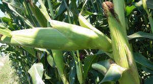 Odchylone kolby i inne liczne anomalie w rozwoju kukurydzy