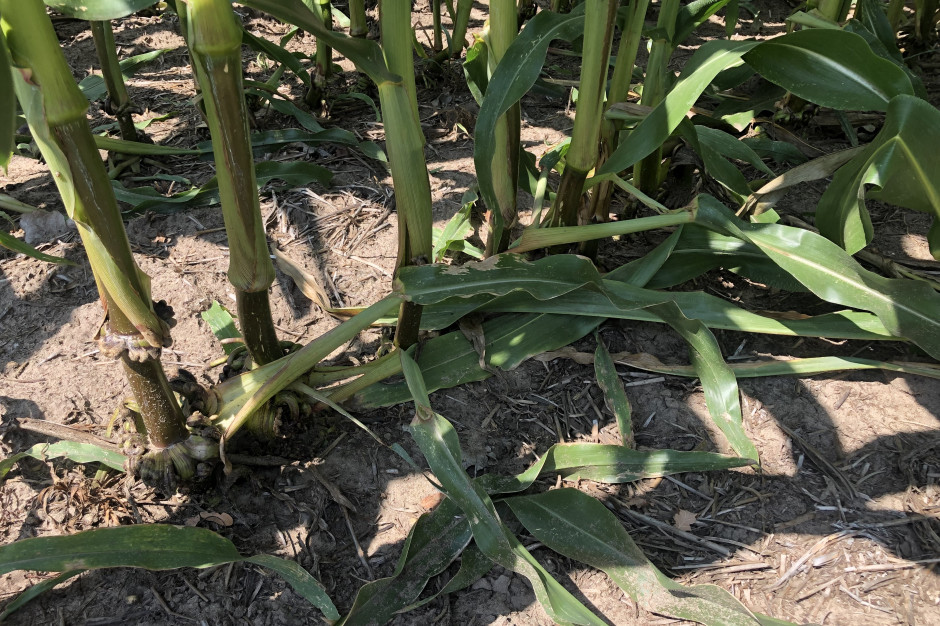 Odpadanie dolnych liści kukurydzy może świadczyć o reakcji roślin na zastosowane herbicydy (fot. JŚ-S).