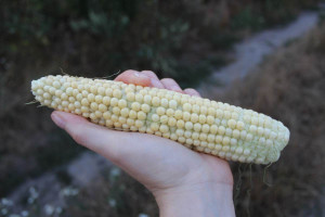 Susza obecna w 8 województwach, dotyczy głównie kukurydzy