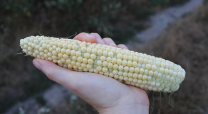 Susza obecna w 8 województwach, dotyczy głównie kukurydzy