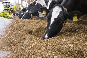 Opinie polskich hodowców na temat technologii Claas Shredlage