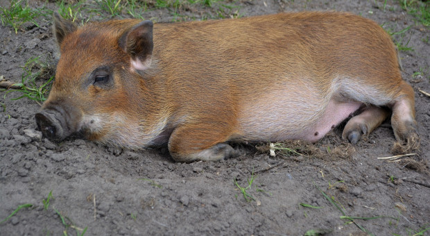 Najstarsza świnia na świecie ma 23 lata