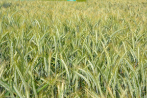 Najwyżej plonujące odmiany pszenżyta w PDO 2021