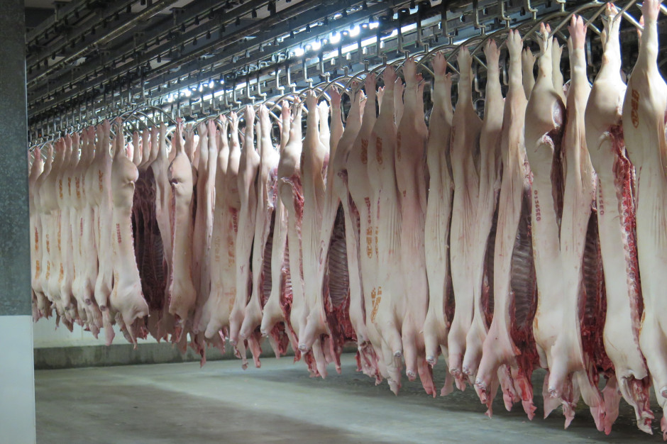 Jak wynika z naszego dzisiejszego notowania rynku wieprzowiny, ceny półtusz w klasie E spadły o kilkanaście groszy. Fot. I.Dyba