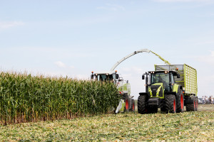 Kiszonka z kukurydzy – ogranicz straty na starcie