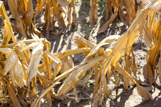 Problem z wyleganiem kukurydzy