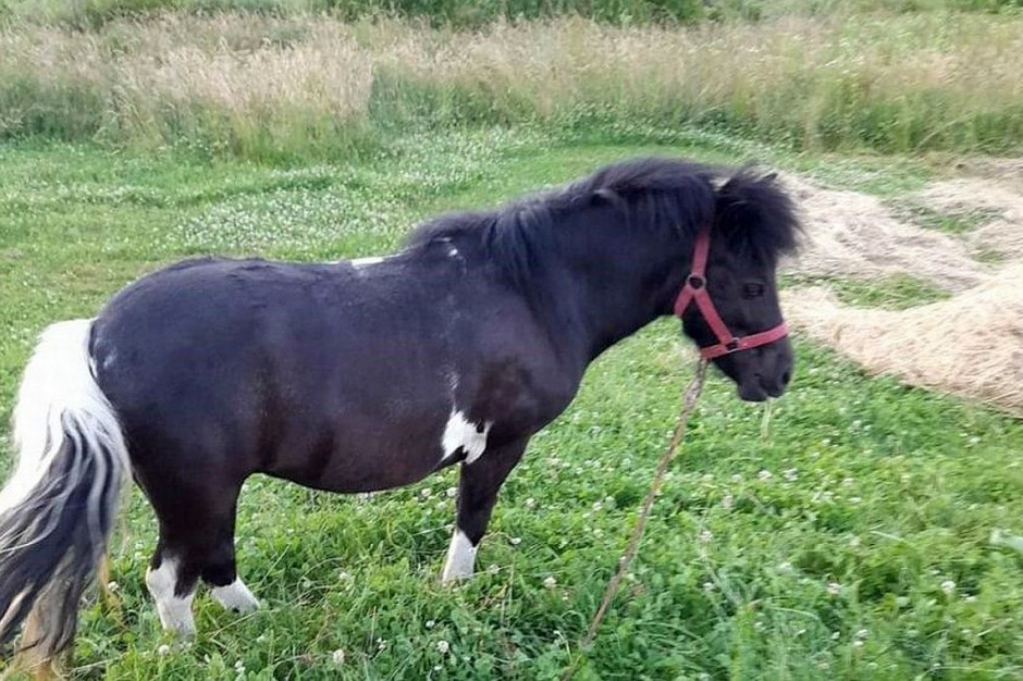 Po nagłośnieniu kradzieży w mediach, skradziony koń się odnalazł, Foto: Policja