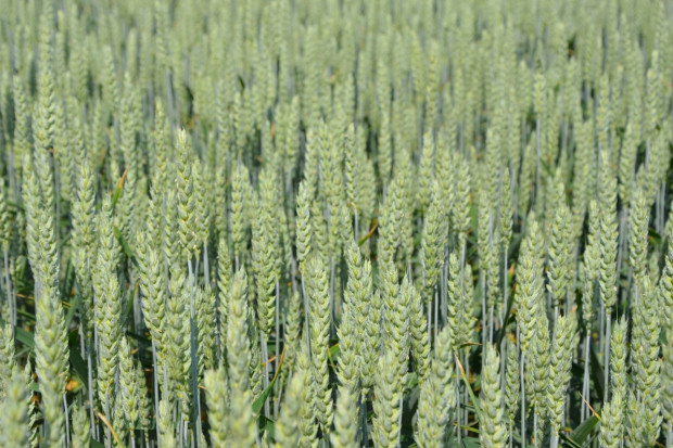 Odmiany pszenicy ozimej najwyżej plonujące w PDO 2021