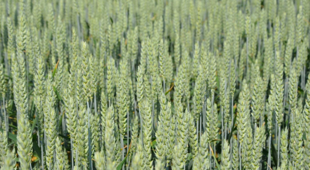 Odmiany pszenicy ozimej najwyżej plonujące w PDO 2021