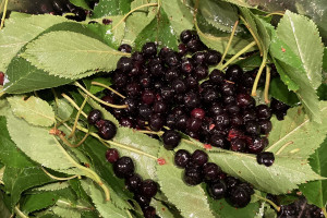 COVID-19: aronia w diecie ozdrowieńców
