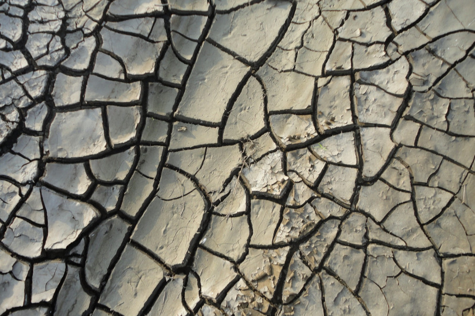 Uprawa bezorkowa sprawia, że woda nie stagnuje na polu, tylko łatwo przesiąka w głąb gleby (fot. Pixabay/jcesar2015).