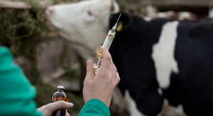 Spada poziom zużycia antybiotyków w hodowli zwierząt na świecie